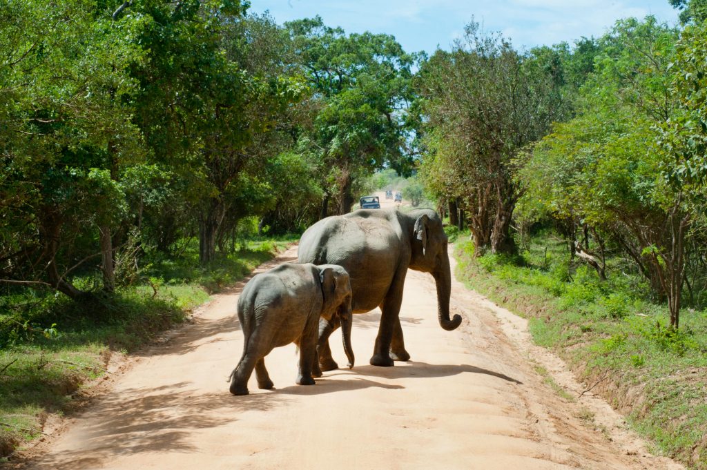 sri lanka - safari - elefanti - asia -